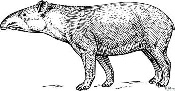 tapir Pàgines Per Pintar Imprimibles